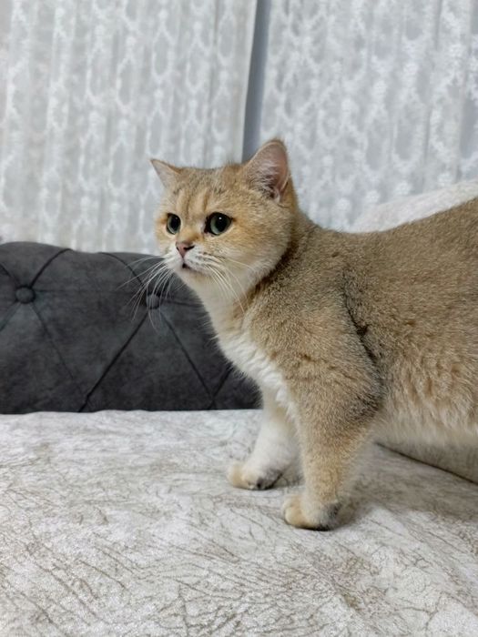 Кошка породы Scottish Straight золотого окраса(Стерилизована)