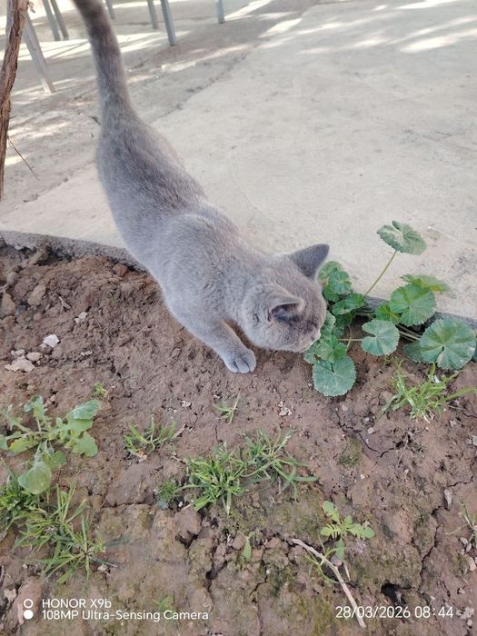 Mushuk sotiladi.  Британская короткошерстная parodasi