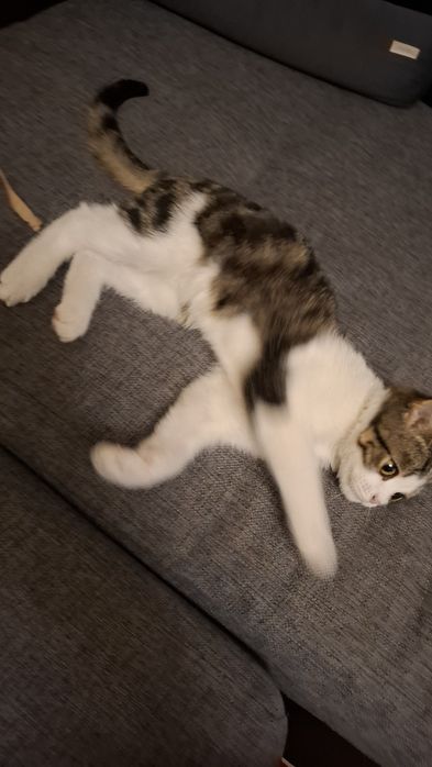 Котенок - красавец