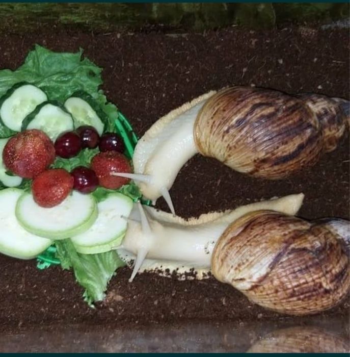 Улитка Ахатина для лицо домашный