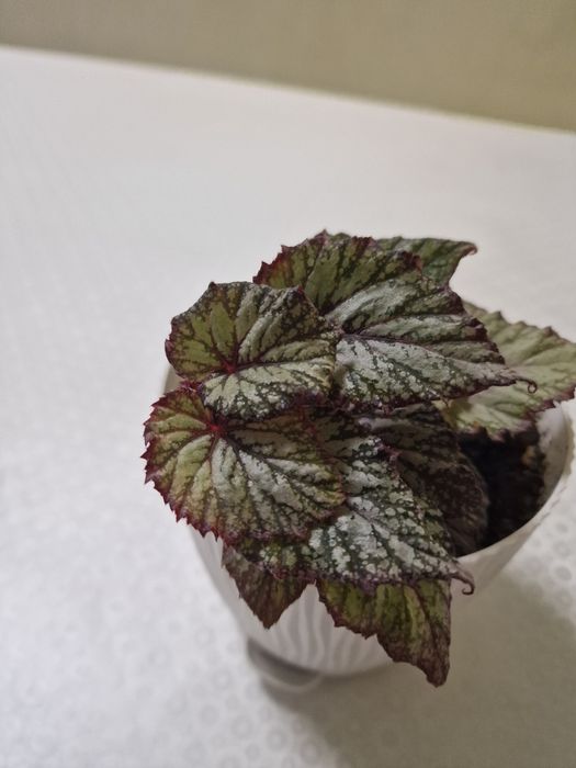 Продам комнатные цветы, не дорого, ухоженные, не требуют пересадки