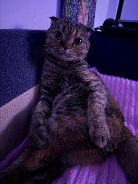 Кошечка на вязку