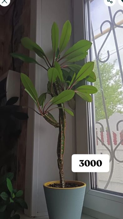 Продам цветы разные
