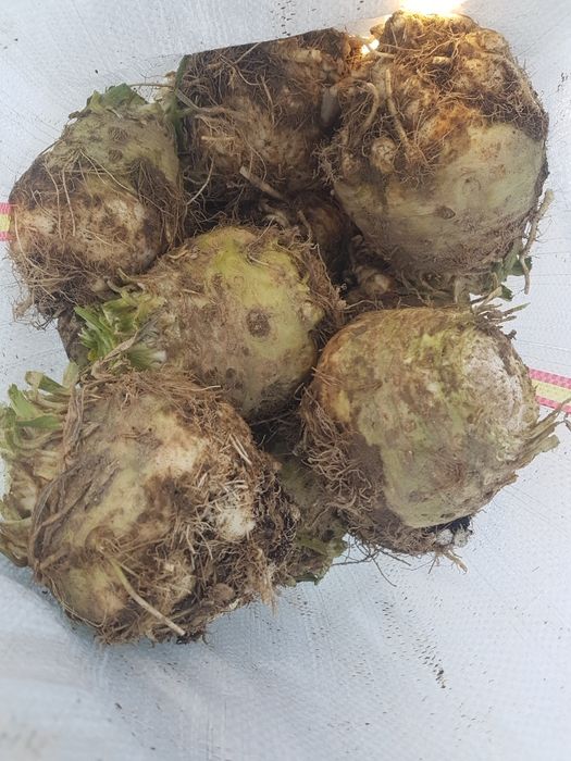 Vând țelină de rădăcină