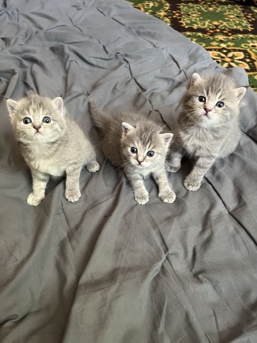 Продаються котята
