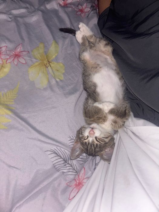 котенок в добрые руки