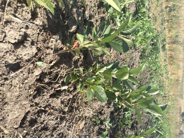 Aronia la Super Pret (Oferta) 4,50 lei