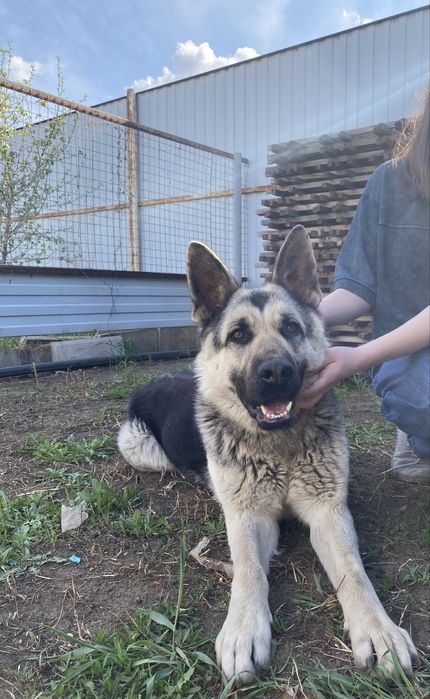 Вязка Восточно Европейской Овчарки