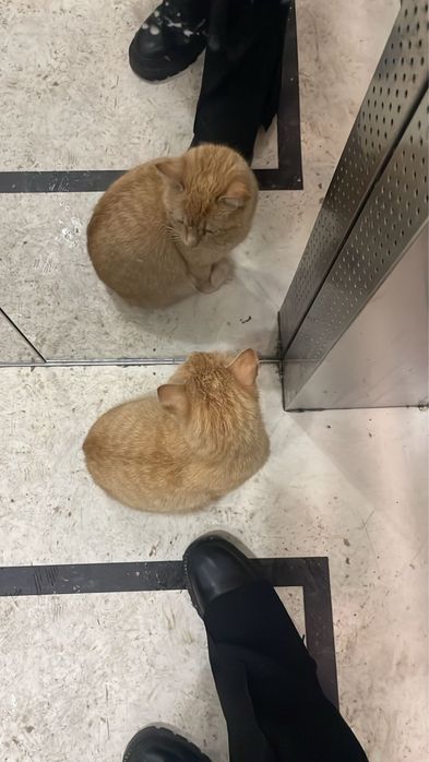 Рыжий кот аошкая рыжая