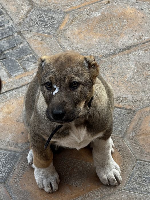 Алабай щенок.