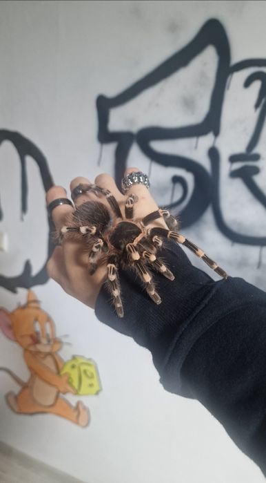 acanthoscurria geniculata, femela