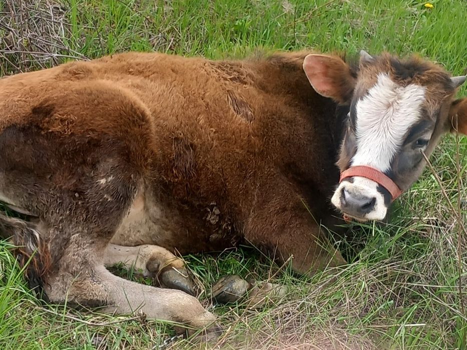 Vând o junica și un junc de 8 luni se pot vinde și separat