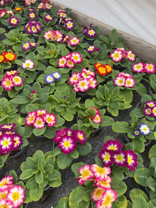 Иглика/ Примула.