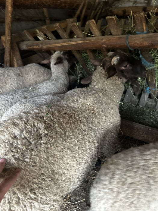 Berbecut sufok cu tigaie