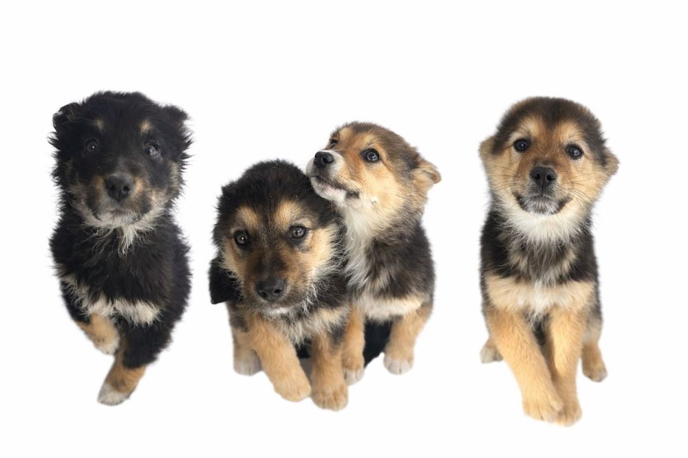 Щенки в добрые руки