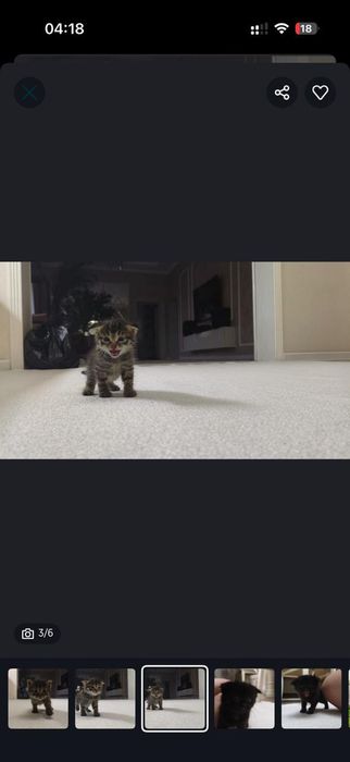 Котенок очень умный