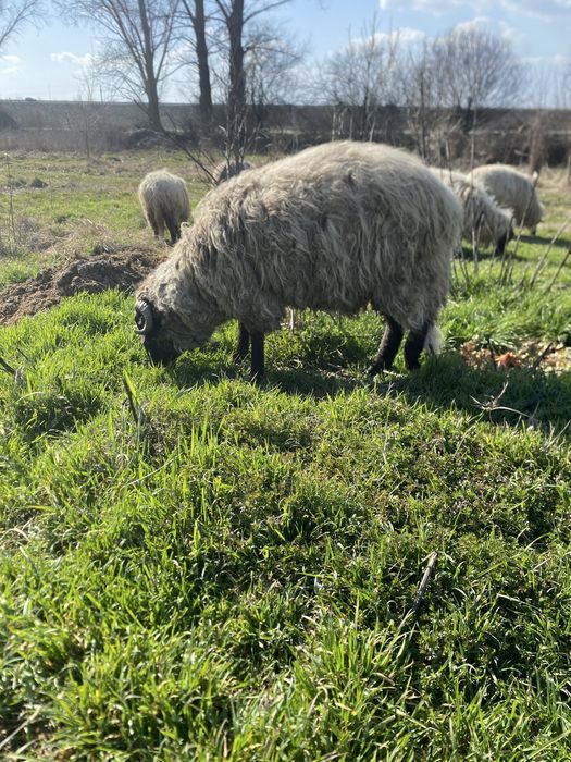 Berbeci de anul trecut