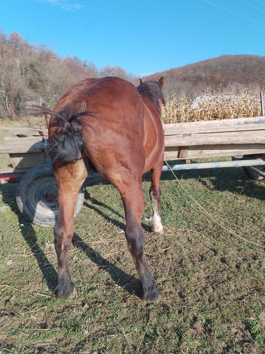 Vând sau schimb armăsar de 4 ani
