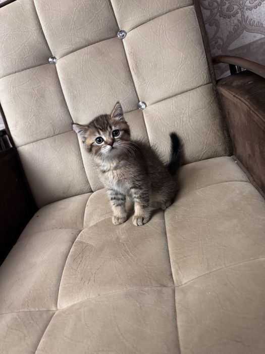 Срочно продается золотая  шиншила  от правильнлй вязки