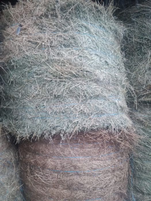 Vand baloti de lucerna de 150