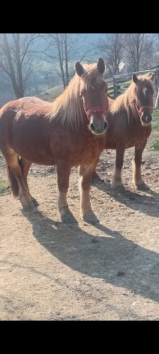 Vând mânză de 3 ani