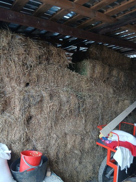 Vand baloti de trifoi