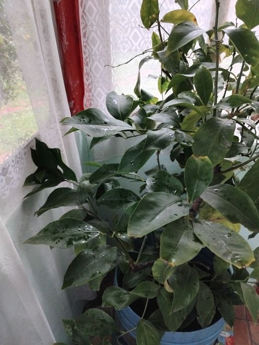 Lămâie altoiți 2 tulpini