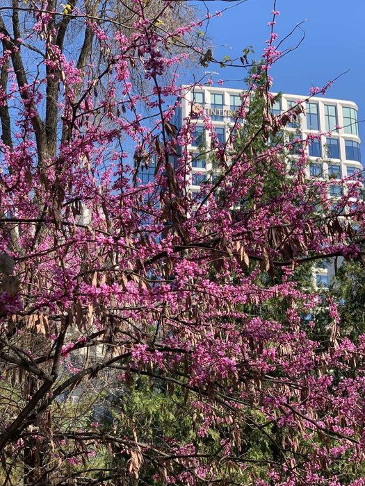 СВОЯ.Продажа Ц-2 TRILLIANT 2/9/9 62квм СОБСТВЕННИК Срочно!