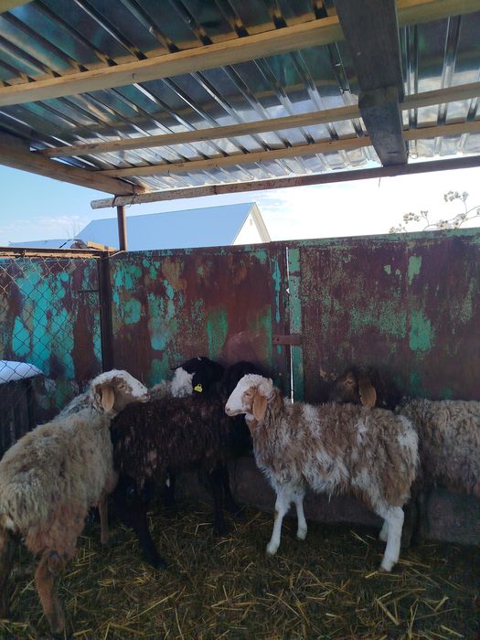 Бараны матки 5штук