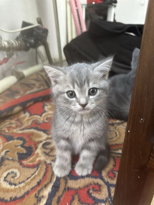 Продам котят британских шотландских