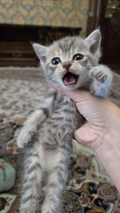 Продаются породистые котята шиншилла