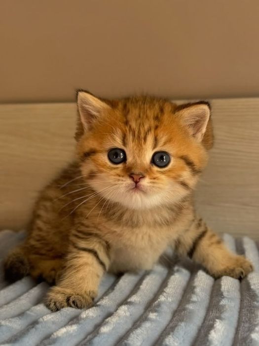 Британский котенок