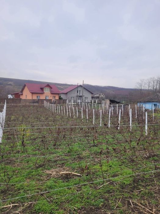 Vând loc de casă în localitatea Trușești la 30de kilometri de Botoșani