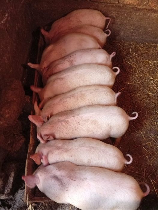 Продавам малки прасенца