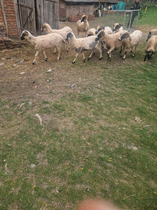 Vand oi breze rasa turcana