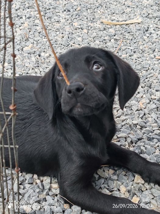Cățelușa labrador 9 saptamani