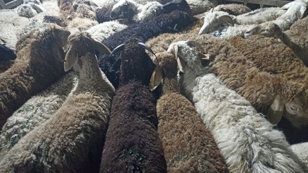 Бараны Кой Баран баран г Алматы