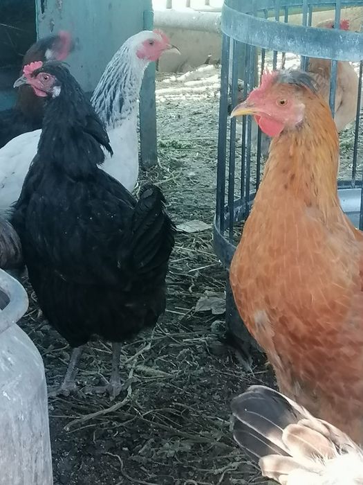 Продам куриц 32.