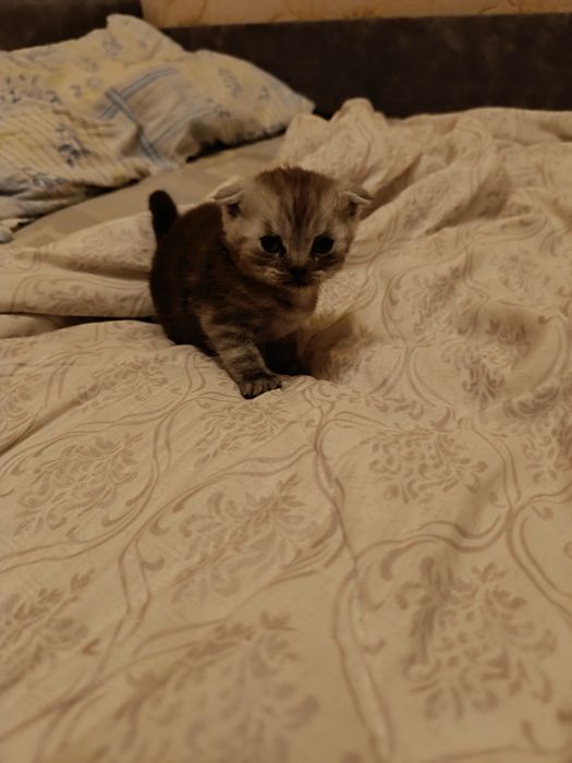 Продам котят Скоттиш Страйт
