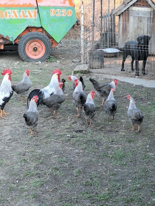 Vind ouă italiană argintie