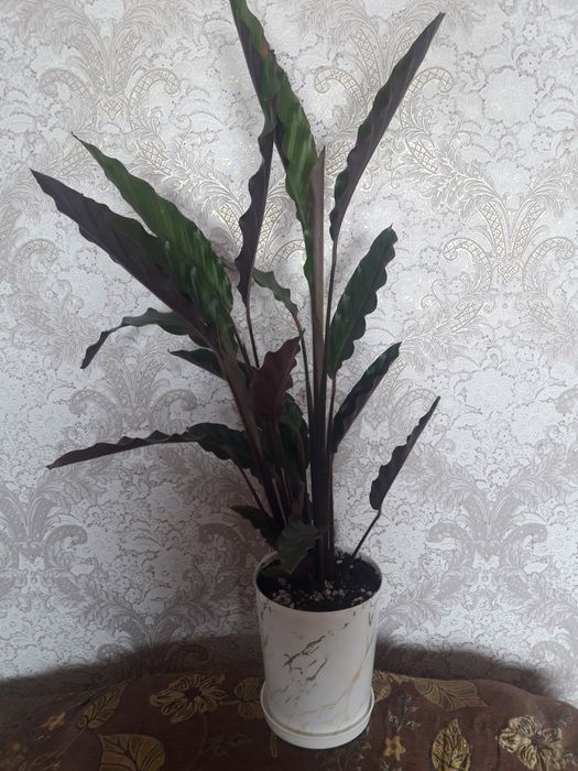 Продам цветы комнатные