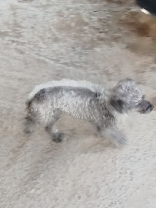 Хорошая собака милая