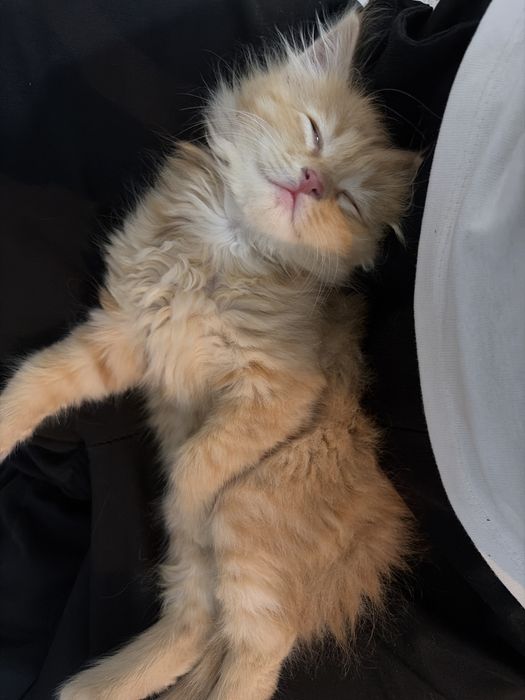 Рыжый котенок мальчик
