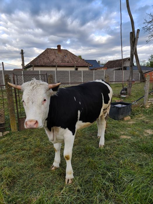 Jurinca gestantă