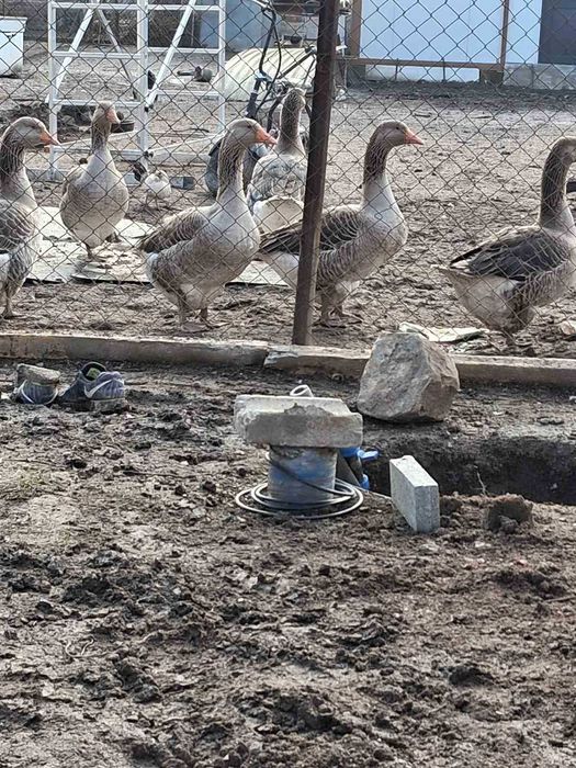 Домашни гъски и патици