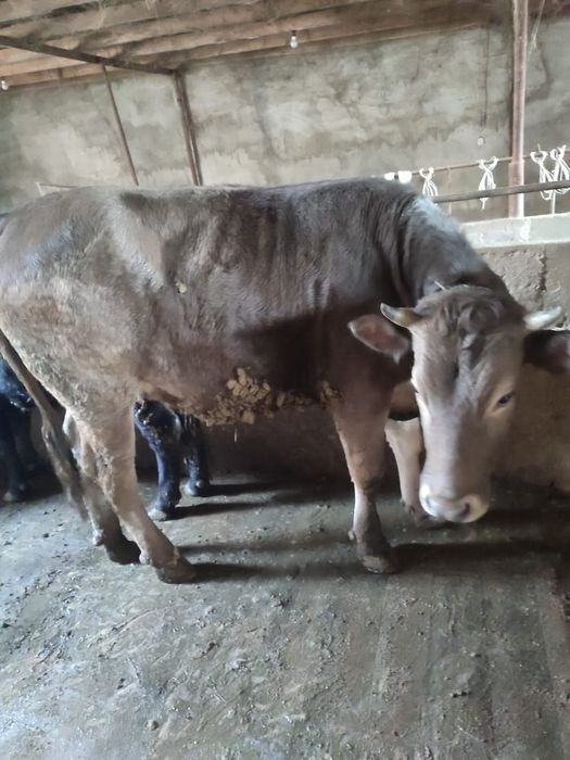 Коровы Коровы Коровы