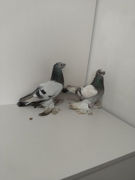 Голубы двухшубые