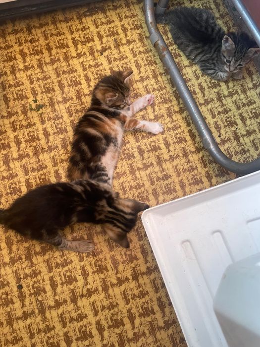 подарявам котета