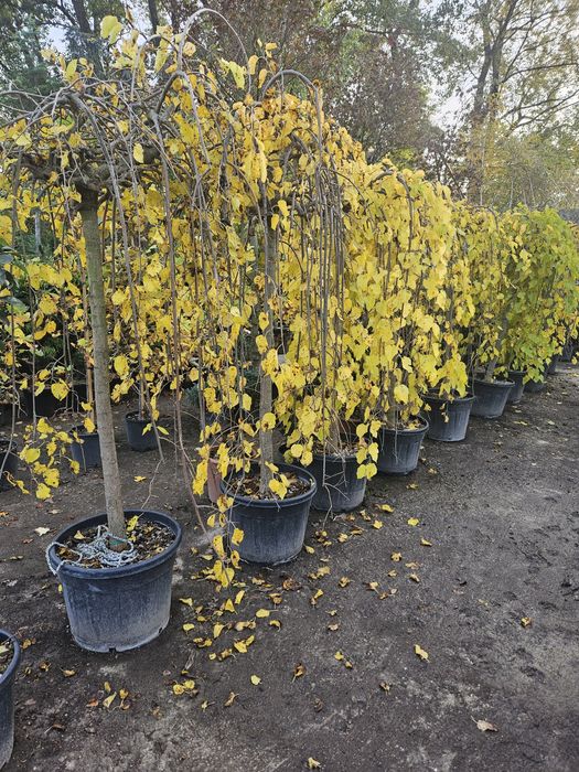 Dud pendula maslin juniperius yuca cedru