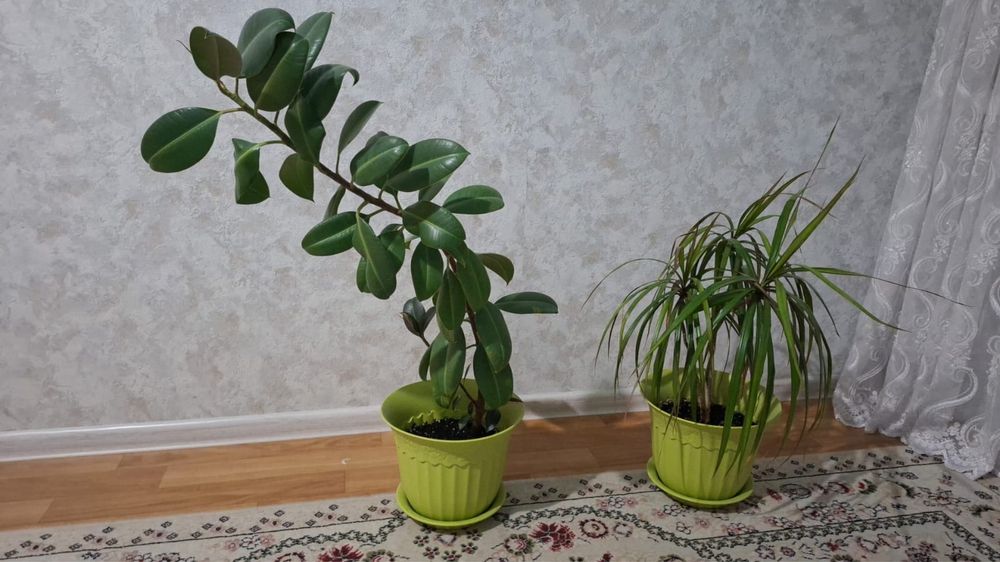 фикус. драцена цветыы